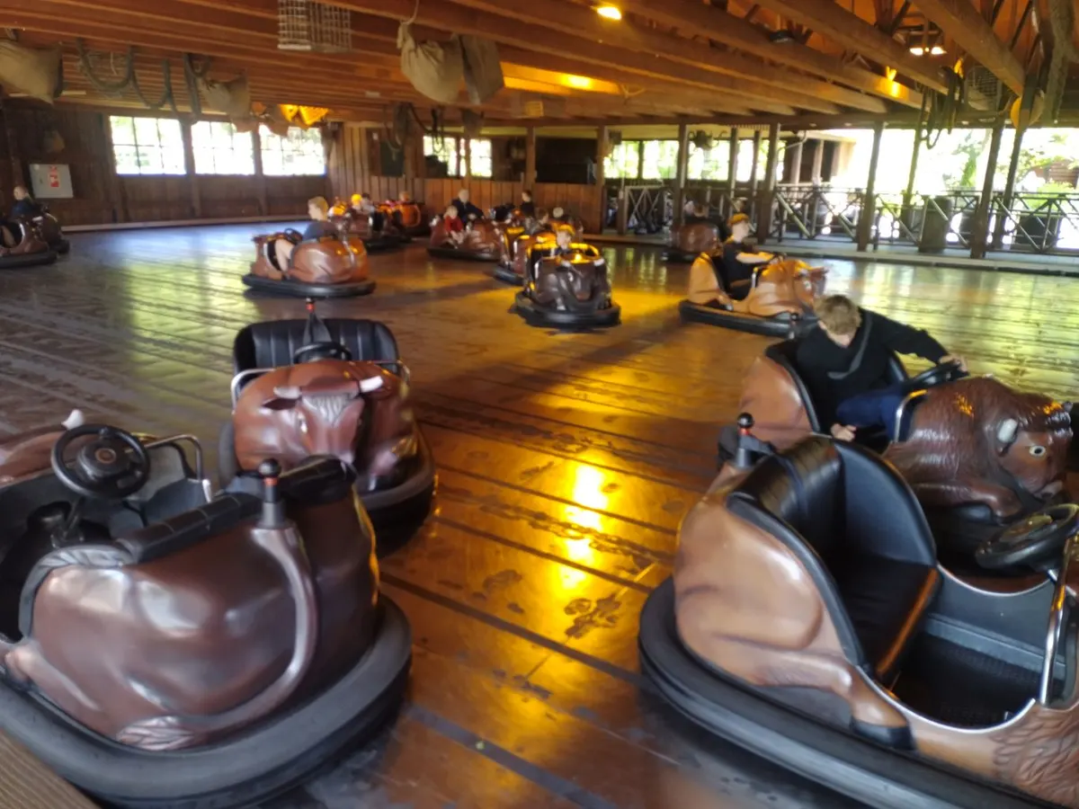 Buffalo Bumper Cars