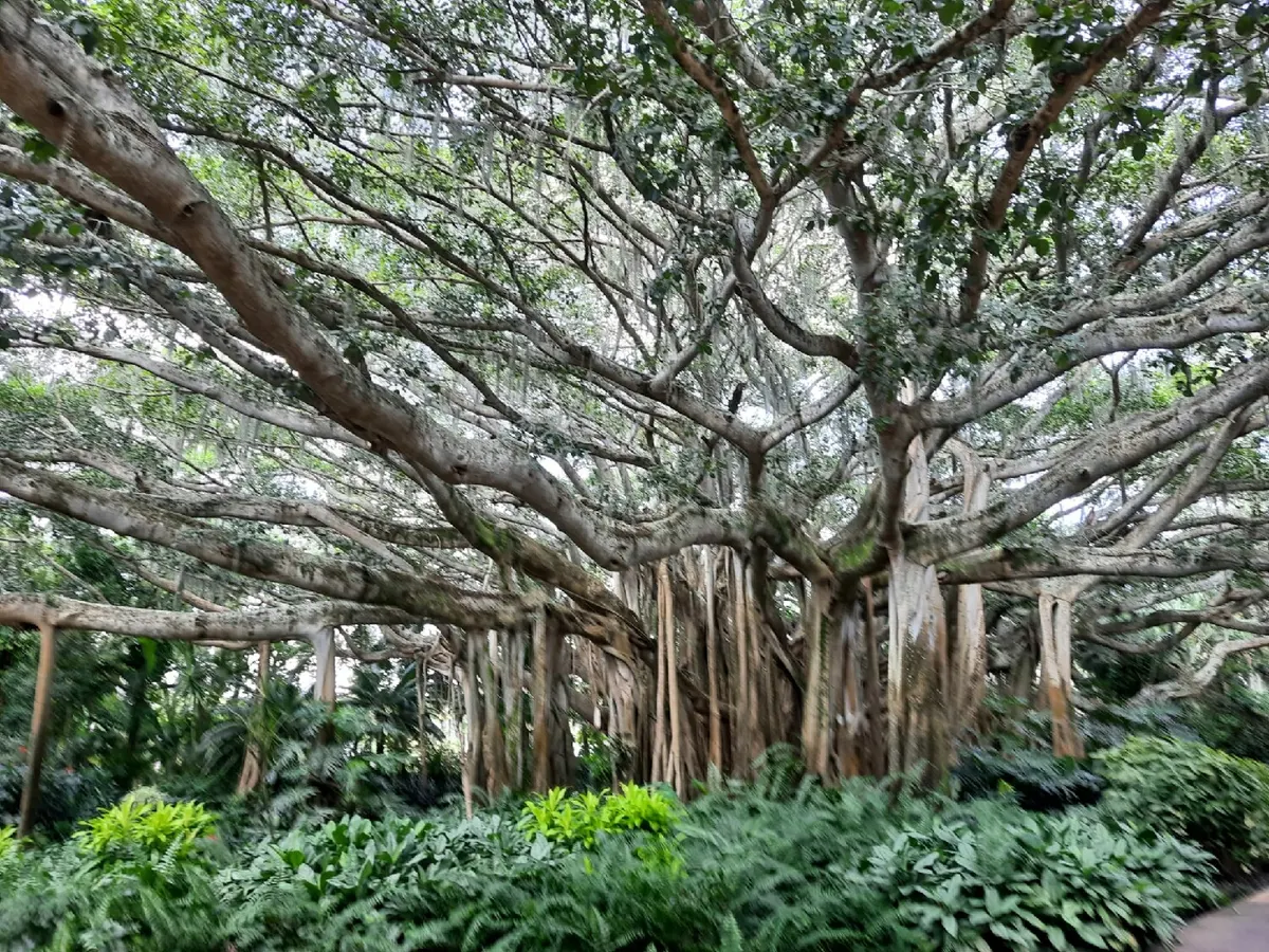 Cypress Botanical Gardens