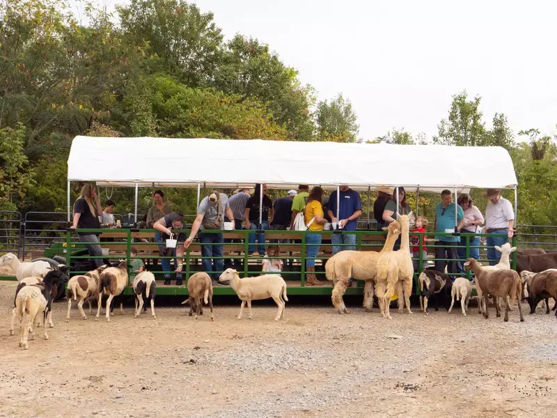 The Safari Hayride