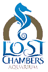 The Lost chambers Aquarium