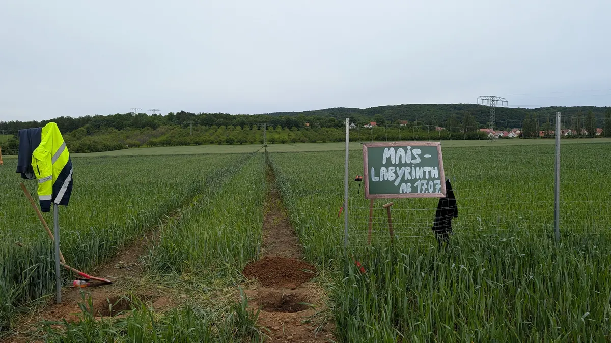 Mais-Labyrinth