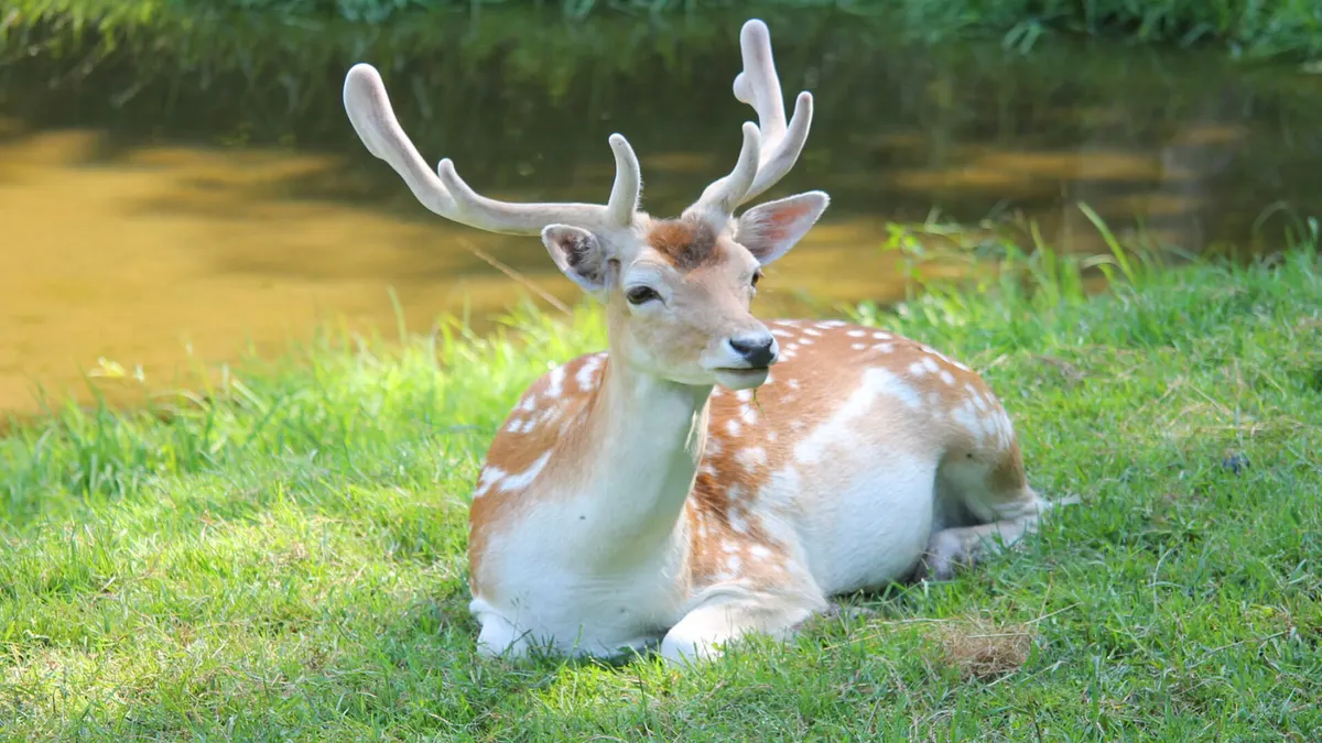 Damwildgehege