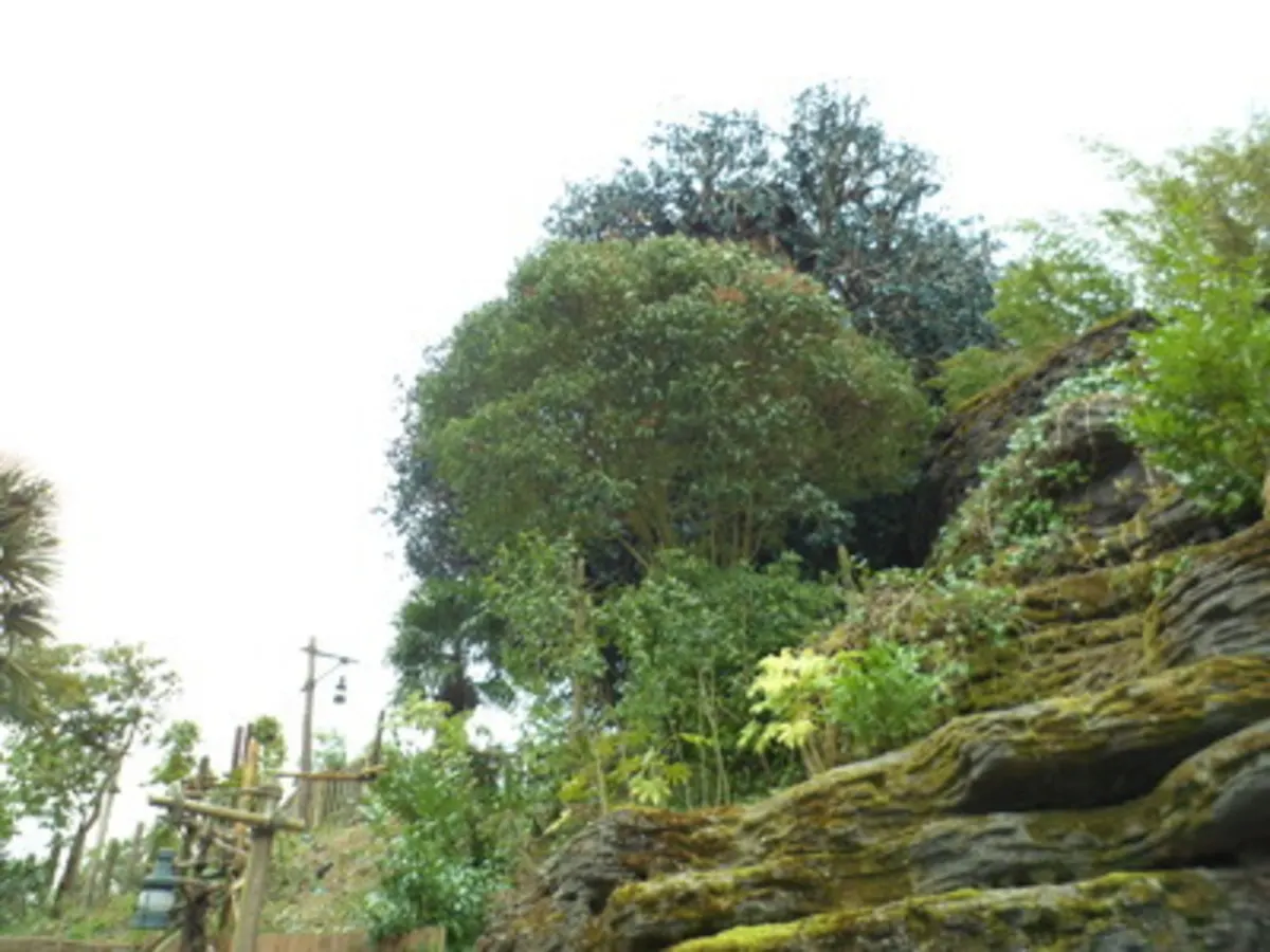 La Cabane des Robinson