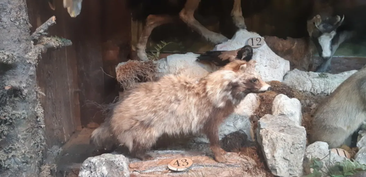 Tiere unserer Heimat
