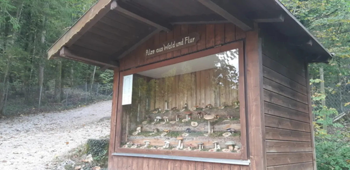 Pilze aus Wald & Flur
