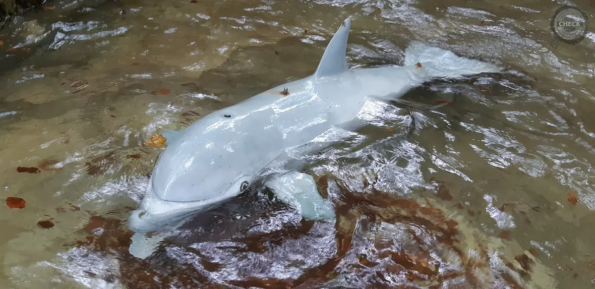 Delfin