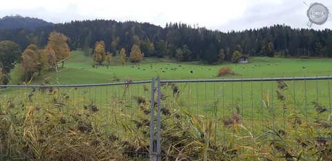 Die Nachbarn