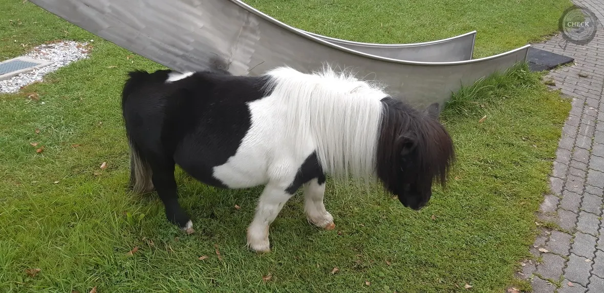Mini Pony