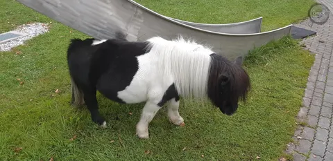 Mini Pony