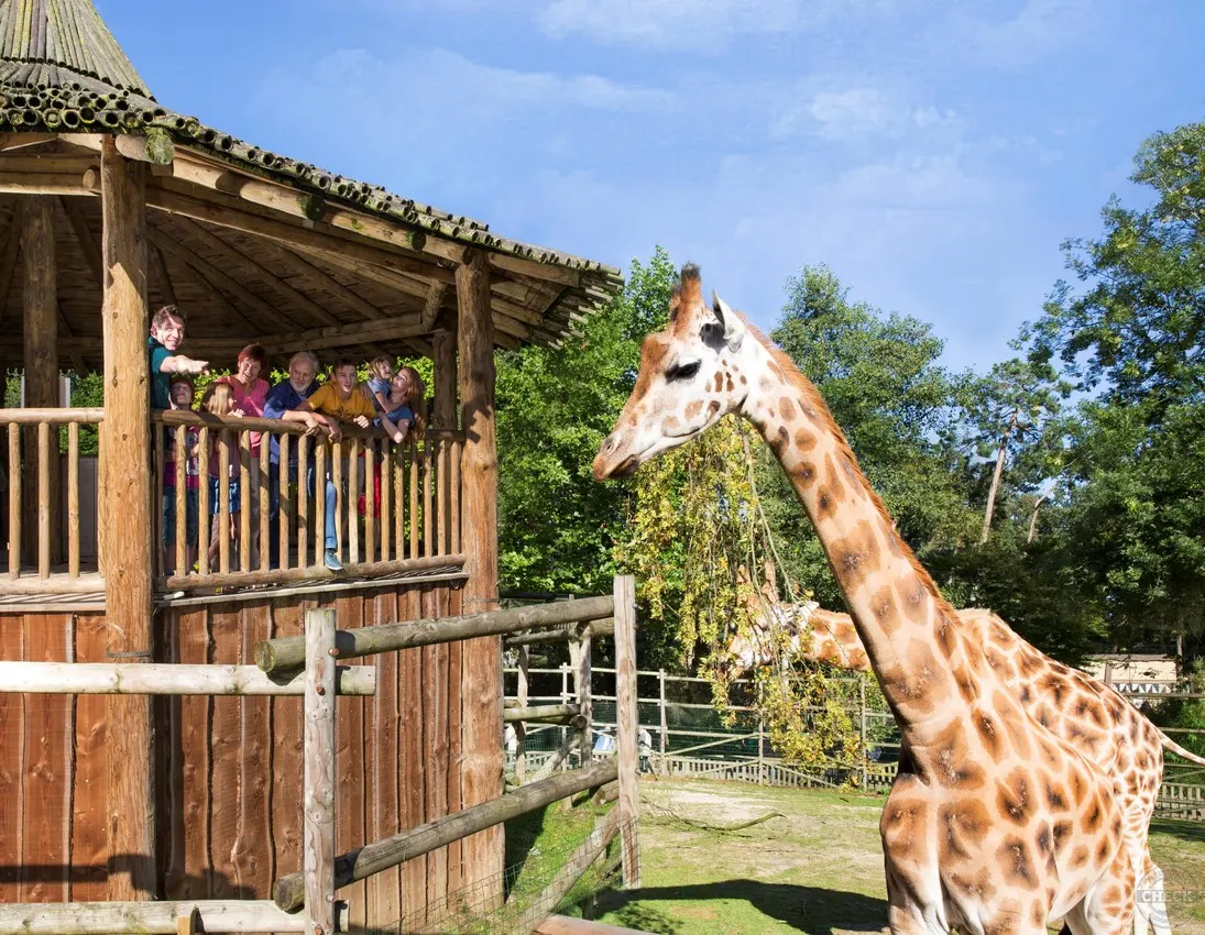 Giraffen