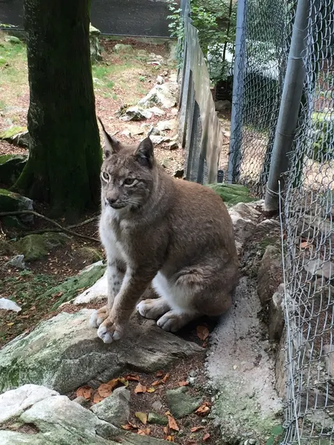 Wildpark u.a. mit Luchsen