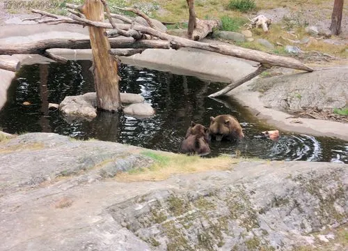 Bären