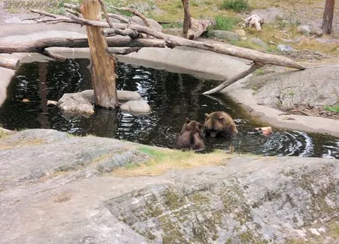 Bären