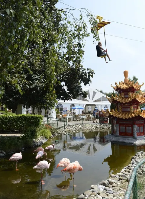 Flamingos