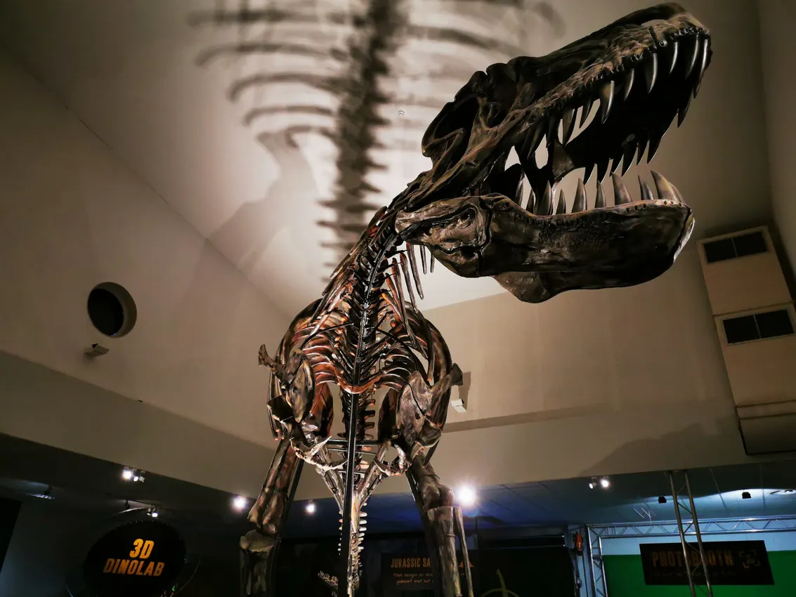 T-Rex Skelett