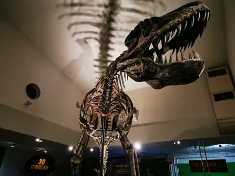 T-Rex Skelett