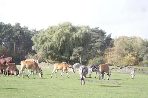 Steppe