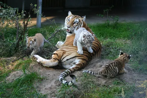 Tiger