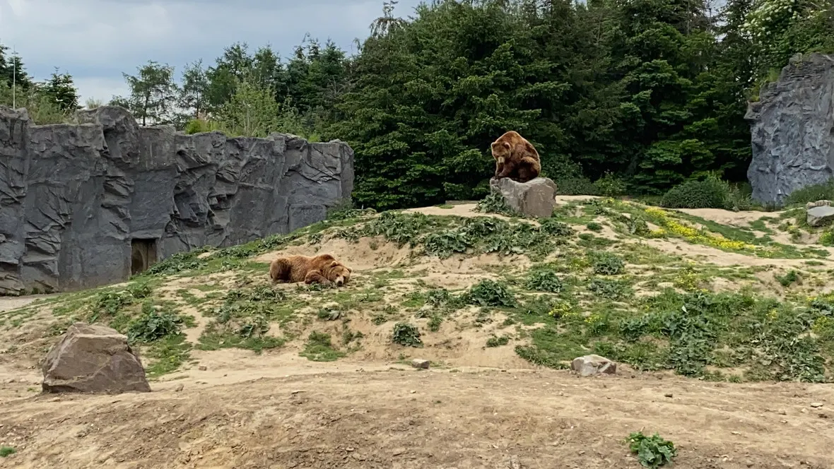 Bären in der ZOOM Erlebniswelt