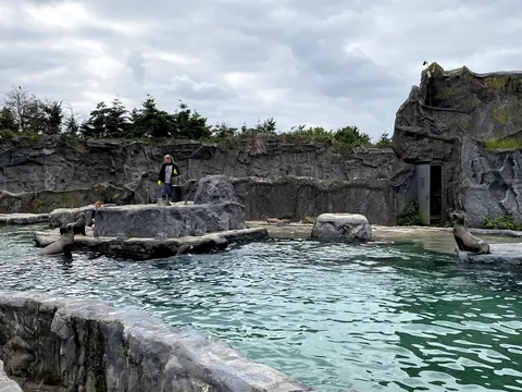Seelöwen in der ZOOM Erlebniswelt