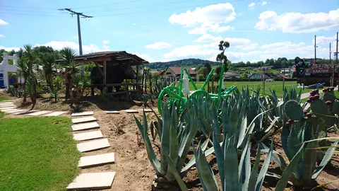 Kakteen