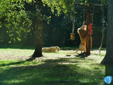 Löwen in der Serengeti-Safari