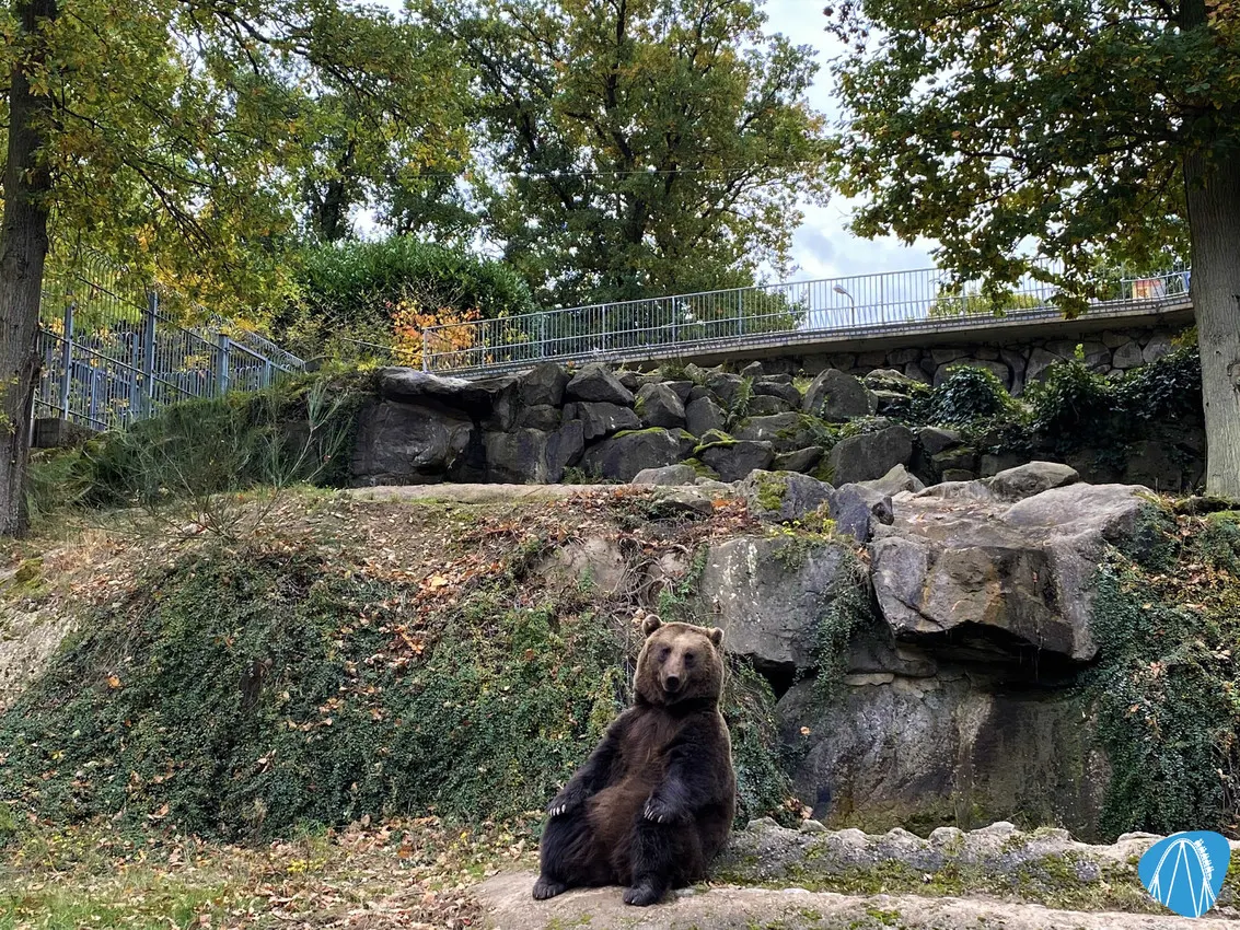 Bär im Wild- & Freizeitpark Klotten