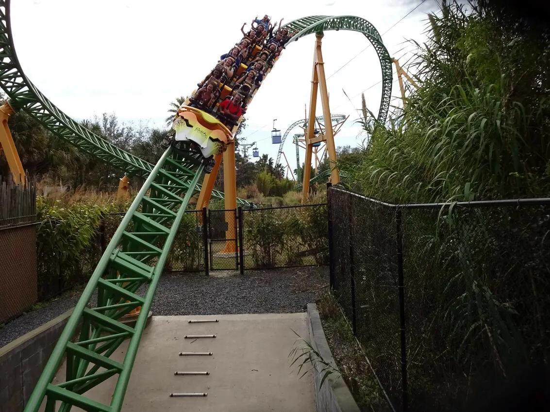 Cheetah Hunt